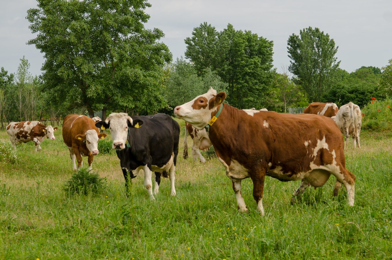 Des vaches sur un pré vert.
