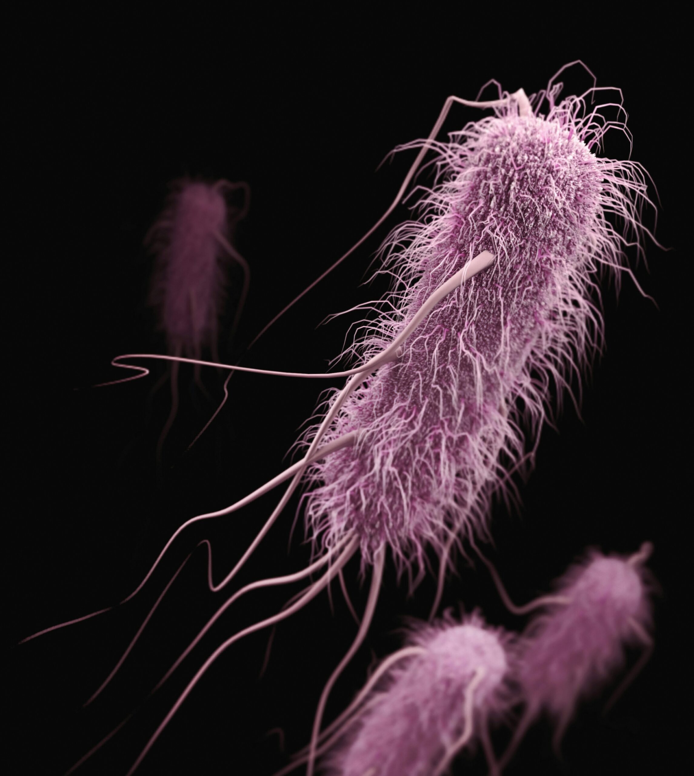 Une bactérie E. coli